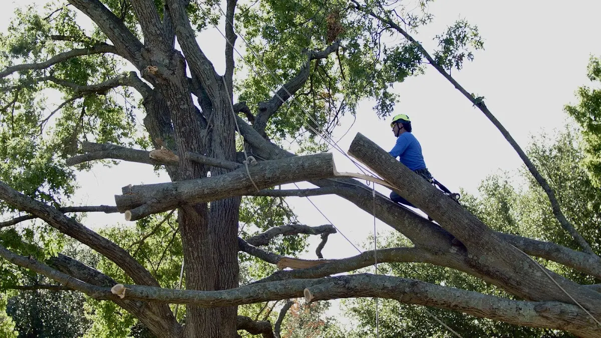 Professional Crown Thinning performed by certified arborists in New Bloomfield